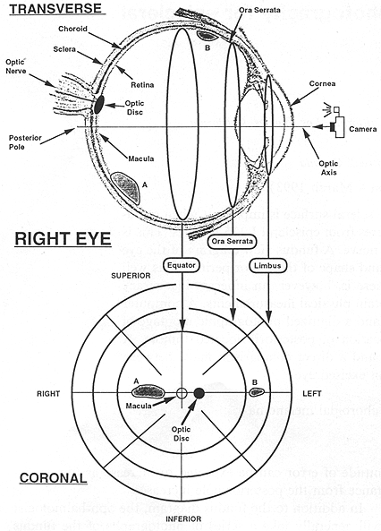 eye diagram labeled. The anatomy of the right eye