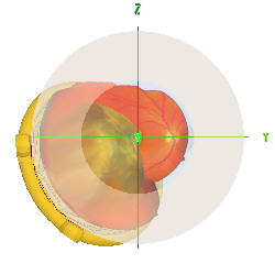 Anterior